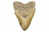 Serrated, Fossil Megalodon Tooth - North Carolina #275535-1
